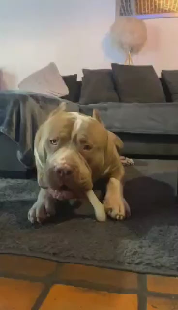 Load and play video in Gallery viewer, Large Dog Bones